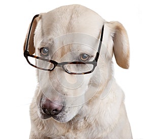 Lectura anteojos ridículo el perro 