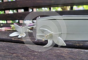 Reading and picnic in the garden