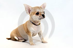 Ready for Adventure! - Miniature Chihuahua puppy on white background