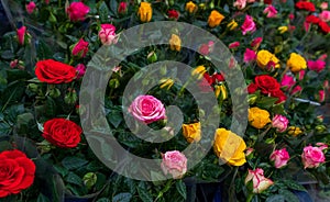 Ready bouquets of roses at a flower shop