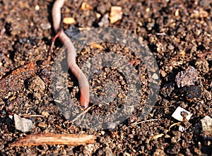 Ready composted and sifted soil with earthworm