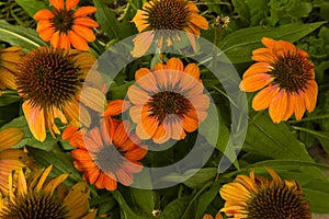 Fall Background: Orange Coneflowers