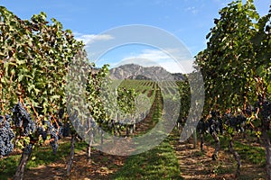 Ready for Harvest, Okanagan Vineyard