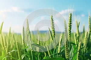 Ready For Harvest, Vibrant Green Wheat Field In Springsummer