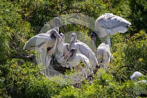 Ready for the Sky: Fledging Wood Storks in Florida