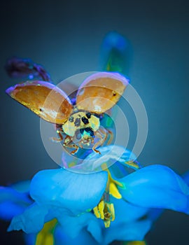 Ready for Takeoff: Small Ladybird with Open Wings in Flight Readiness