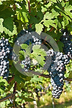 Ready to be harvested Dolcetto grapes, Piedmont region of Italy