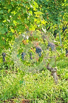 Ready to be harvested Dolcetto grapes, Piedmont region of Italy photo