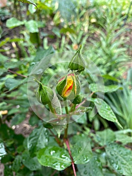 Ready to bloom yellow rose closeup view with green leaves in background