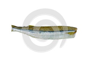 Ready to cook fresh raw european smelt fish isolated on white