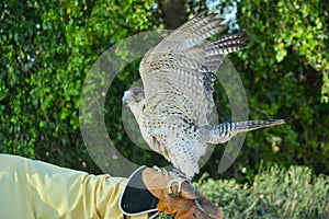 Ready to fly desert falcon waving his wings sitting on the hand