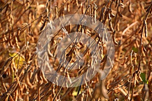 Ready to harvest brown soy beans field without leaves