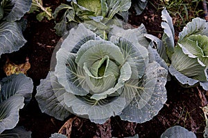 Ready to harvest cabbages in the garden.