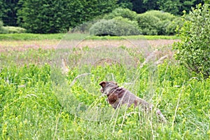 Dog pointing a  roe-deer buck
