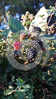 Ready to Pick Brambles photo