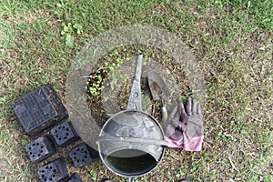 Ready to plant, a plant fuchsia procumbens, sits in its pot waiting