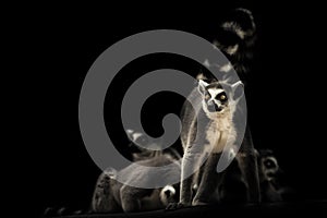 Ready to protect the family feline lemur on a dark background with sleeping other lemurs. Symbol of male protection and care