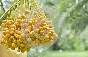 Ready to ripe dates hanging on tree at dates plantation. Dates palm varieties Bahi are sweet and tasty for eating fresh fruit and