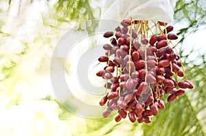 Ready to ripe dates hanging on tree at dates plantation. Dates palm varieties Bahi are sweet and tasty for eating fresh fruit and