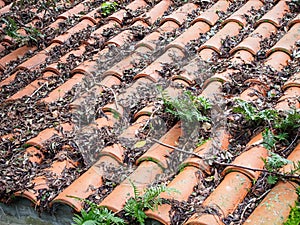 Real ancient mossy tiled roof