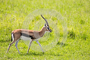 Real antelope - Thomson`s gazelle