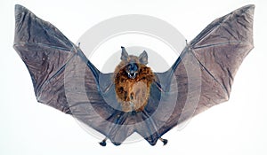 Real bat isolated on white. Hipposideros larvatus macro close up,