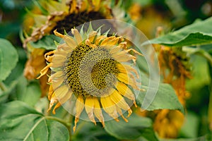 Real beauty nature photo. Yellow sunflower plant flower narrow bloom blossom. Study Botanic. Floral design. Summer end