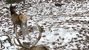 A real big deer maral on the background of a snow park with large horns and a fallow deer, fugleman 4K