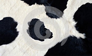 Real black and white cow hide