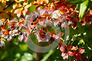 Real botanical backround: Cotoneaster lucidus with berries iluminated by sunlight photo