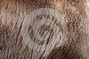 Real brown bear fur texture