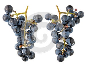 A real bunch of sweet dark blue Isabella grapes - a view from b