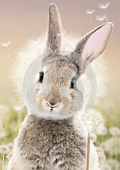 Real Bunny with Dandelions Spring Rabbit