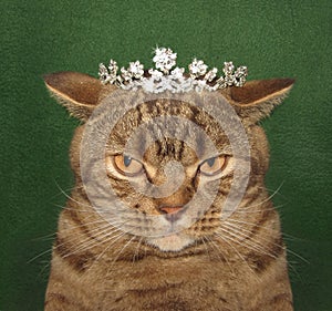 The real cat king.