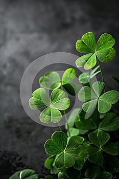 Real clover leaves for St. Patrick's Day. Selective focus.