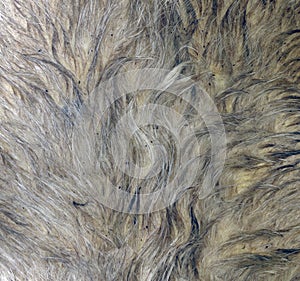 Real Cow Fur Texture - Pattern - Animal