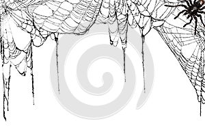 Real creepy spider webs hanging on white banner as a top border with a tarantula in the corner