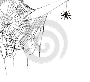 Real creepy spider webs on white banner with tarantulas hanging from the web