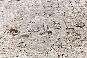 Real dinosaur footprint imprinted in the rock. Nacional Park in Sucre, Bolivia