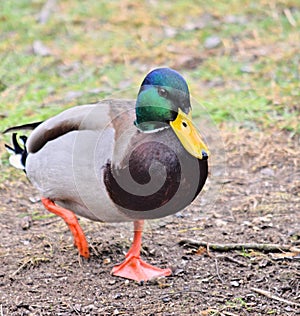 Real duck