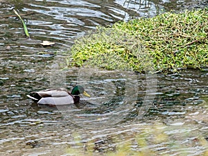 Real duck photo