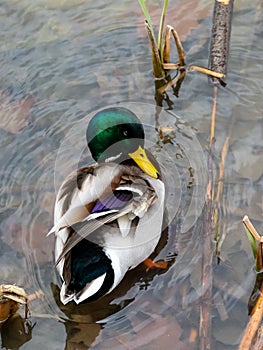 Real duck photo