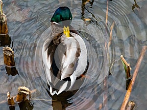 Real duck photo