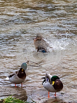 Real duck photo