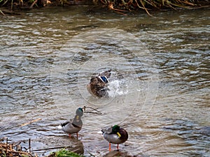 Real duck photo