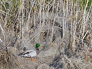 Real duck photo