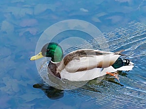 Real duck photo