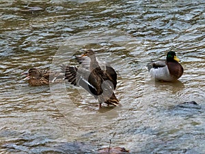 Real duck photo