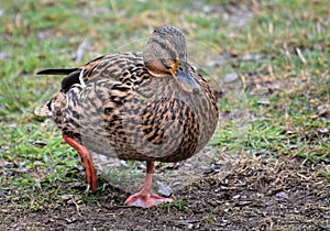 Real duck female