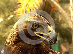 Real Eagle